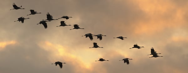 Die Freizügigkeit gibt EU-Bürgern das Recht, in andere Mitgliedsstaaten einzureisen sowie sich  dort frei zu bewegen und aufzuhalten.